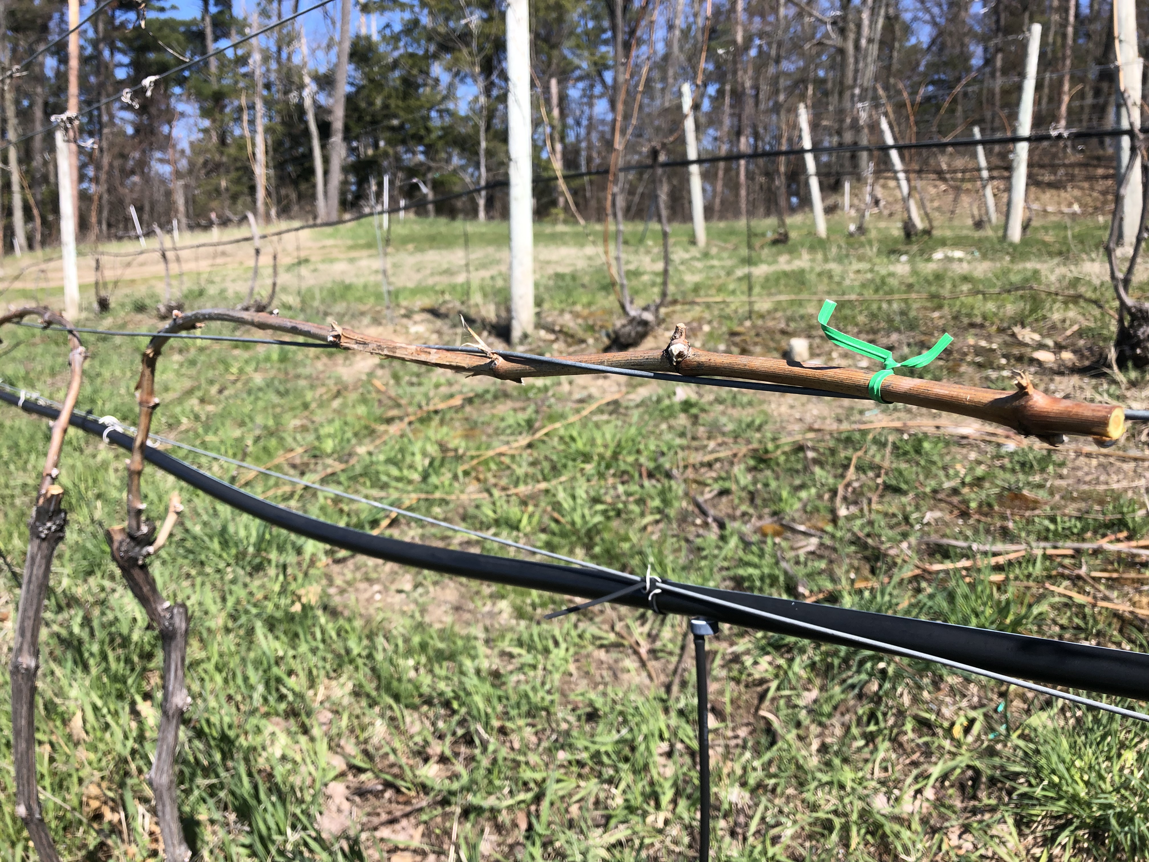 Close up of Cabernet franc after tying